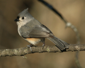tufted titmouse